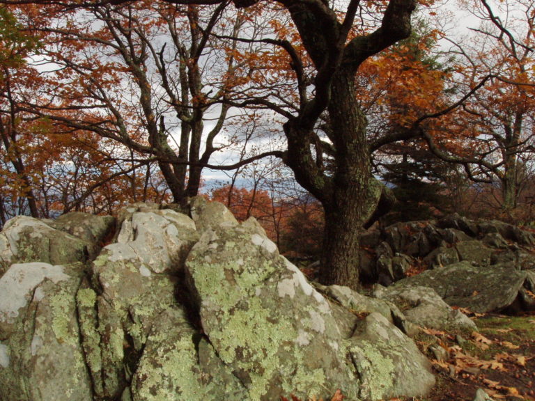 image of rocks and autumn trees