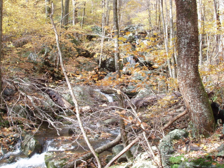 autumn woods with a small stream