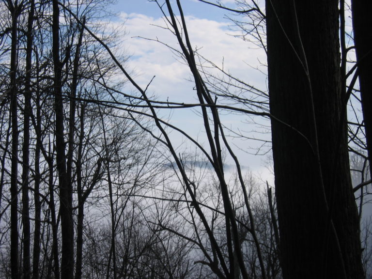 image of trees without leaves in mist