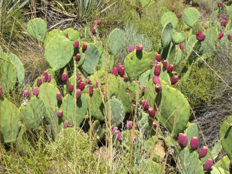 closeup photo of a green a red cactus