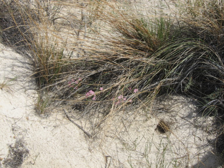 small pink flowers in green and brown desert brush at White Sands National Monument