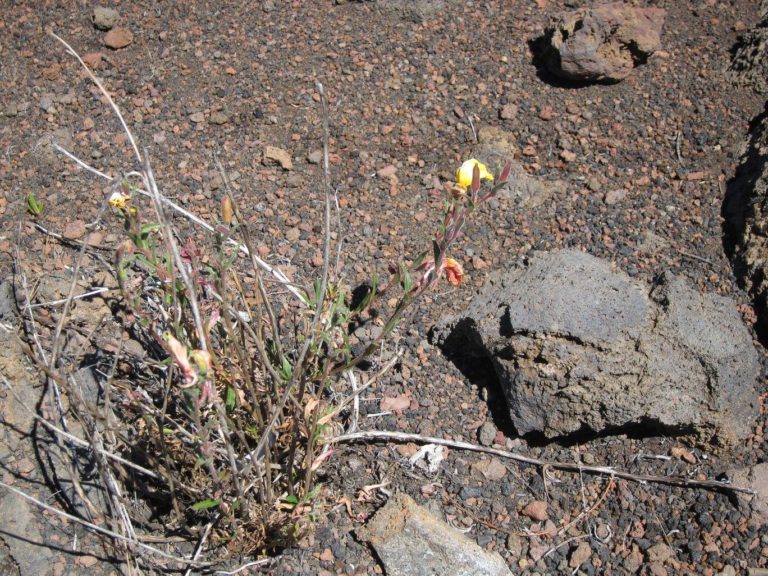 tiny flowers blooming in the volcanic rocks of Haleakala Crater