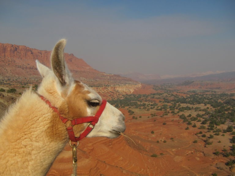 Paxton of Wilderness Llamas eating straw on a cliffside
