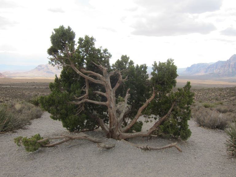 photo of a single desert tree on beige gravel with partly sunny skies in the background