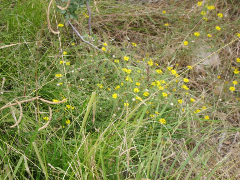 small yellow desert flowers growing in green grass